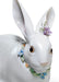 Attentive Bunny with Flowers 1006098 - Hot Watches